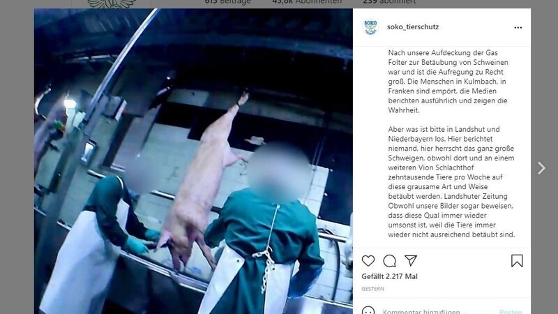 Auf Instagram prangerte der "Soko Tierschutz"-Aktivist Friedrich Mülln die seiner Ansicht nach unzureichende Betäubung von Schweinen im Landshuter Schlachthof an.
