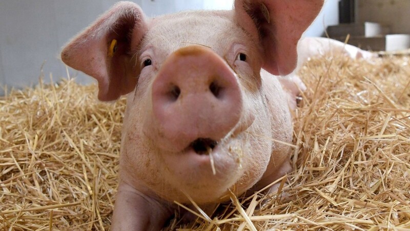 Ein Unbekannter hat in Ergolding ein totes Schwein gestohlen. (Symbolbild)