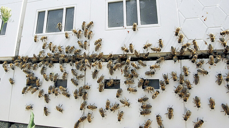 Diesen Bienenstock im Plattenbau-Miniformat mit Namen "Honey-Neustadt" hatte vor Jahren das Künstlerduo Harry Sachs und Franz Höfner konstruiert. Er bot rund einer halben Million Immen Platz. Das jetzt in Reichertshausen genehmigte Bienenhaus wird freilich anders aussehen.