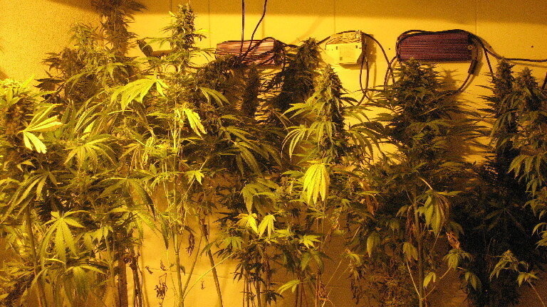 Eine Cannabis-Plantage und Marihuana wurden sichergestellt.