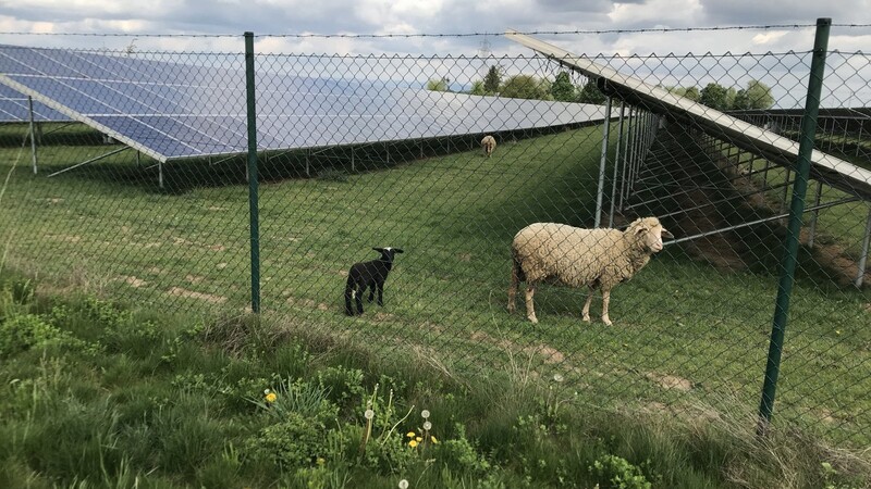 Unter den Photovoltaik-Modulen können Schafe weiden.