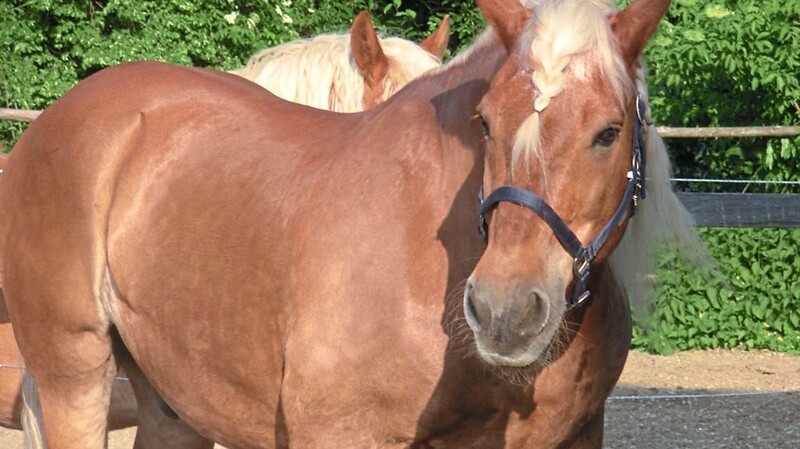 Das 21-jährige Pferd Victor genießt die Zeit auf der Koppel und mag Spaziergänge mit seiner Besitzerin.