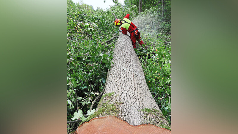 Alles Handarbeit: Beim Fällen der Bäume wie dieser Esche gehen Andreas Handl und seine Mitarbeiter mit der Motorsäge vor.