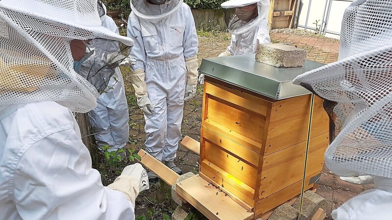 Die Schüler von Veronika Härtter widmen sich mit Begeisterung "ihren" Bienen.