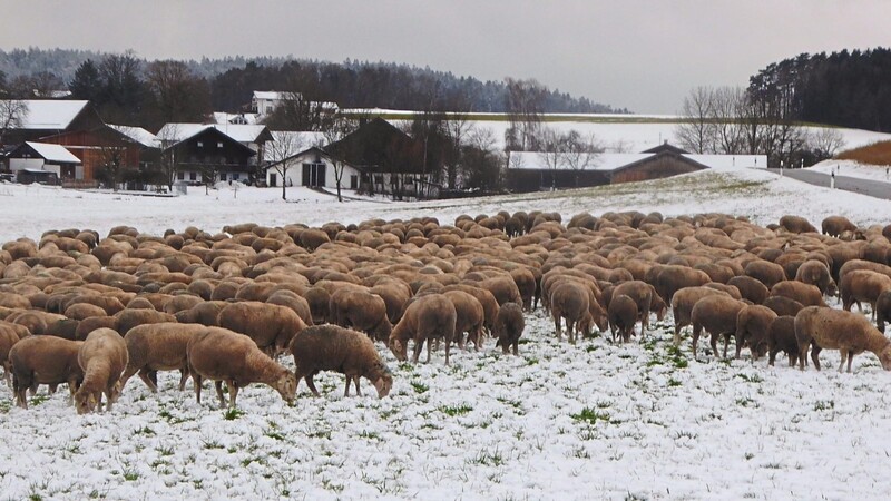 Auf dem Bild ist zu sehen, wie die Herde derzeit in Liebenau Halt macht und grast.
