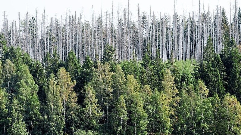 Durch die Trockenheit in den letzten zwei Jahren wurden die Bäume stark geschwächt und waren weniger widerstandsfähig gegen Borkenkäferbefall.