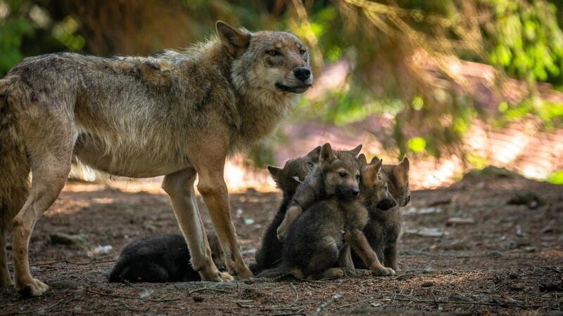 Der Bayerwald-Tierpark ist seit 27 Jahren "Wolfsland". Die erste Fähe kam damals aus dem Harz. Heuer wurden fünf Welpen geboren.