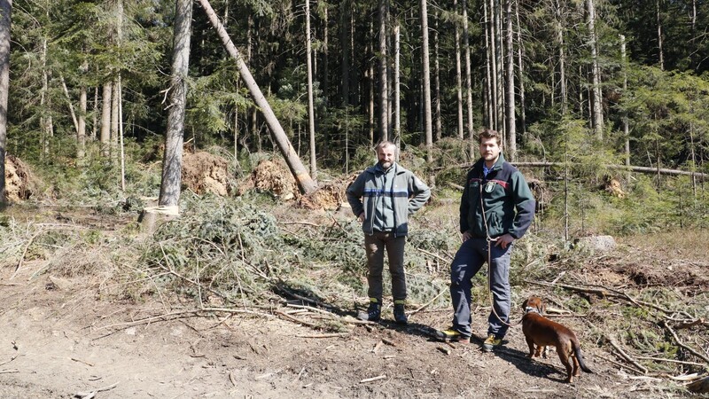 Forstrat Luitpold Titzler (r.) und Revierförster Hans Geiger appellieren an die Waldbesitzer, Schadholz schnell aus dem Wald zu entfernen. Eine Massenvermehrung des Borkenkäfers kann so verhindert werden.