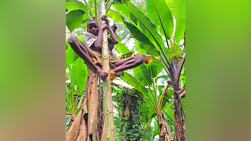 Ein BaYaka-Junge aus der Region Likouala in der Republik Kongo klettert auf einen Papayabaum, um Früchte zu ernten. Die BaYaka sind eine der Populationen, die in die Studie einbezogen wurden.