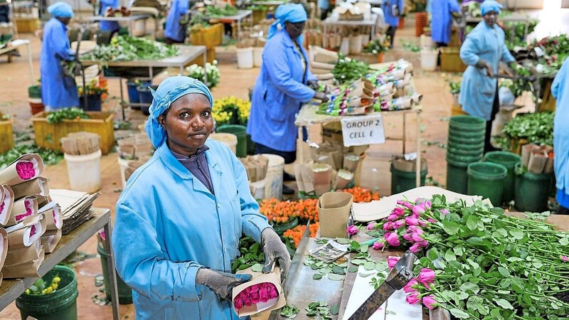 Die Fairtrade-Blumenfarm Simbi Roses in Kenia.