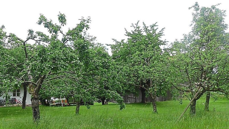 Ein Teil des Obstgartens am Blasinihof, gepflanzt bereits im Herbst 1951. Die Obstbäume stehen heute zum größten Teil noch alle und tragen reichlich Früchte.