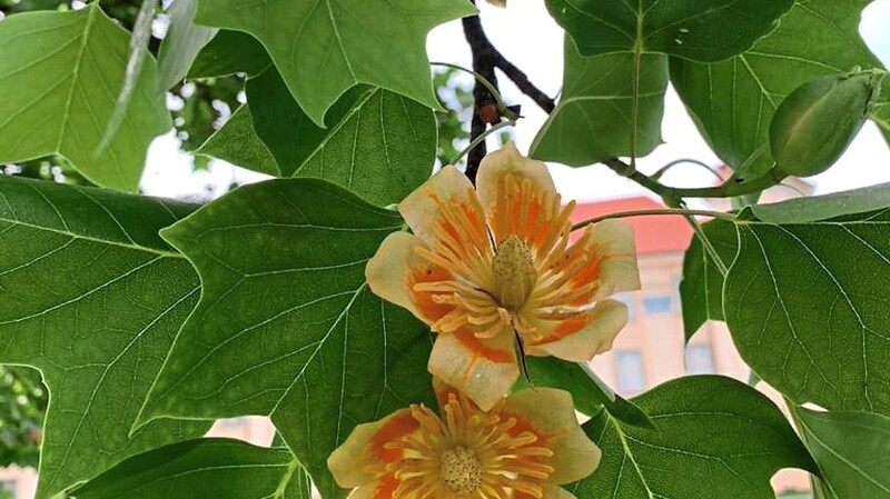 Die Blüten des Tulpenbaums