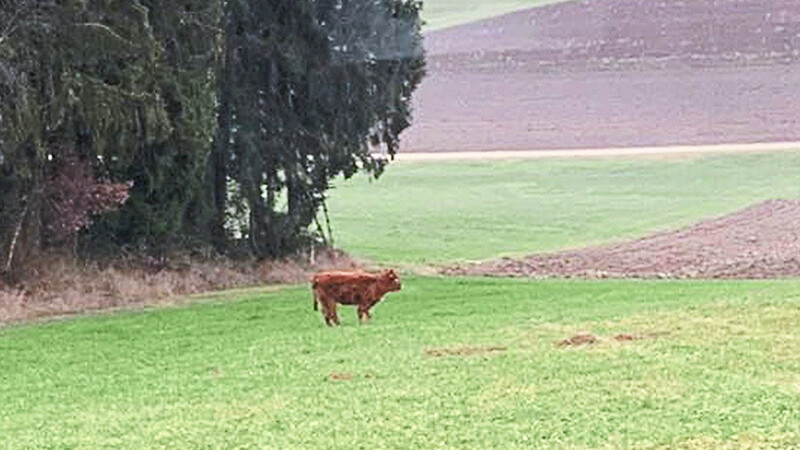 Ein Fotograf erwischte die entlaufene Kuh am Waldrand.