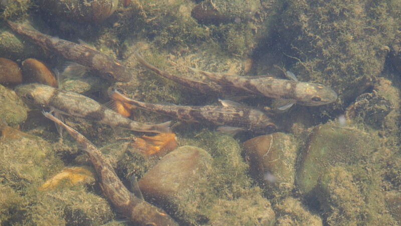 Der Zingel ist eine stark gefährdete Fischart, die in Deutschland nur in der bayerischen Donau vorkommt.