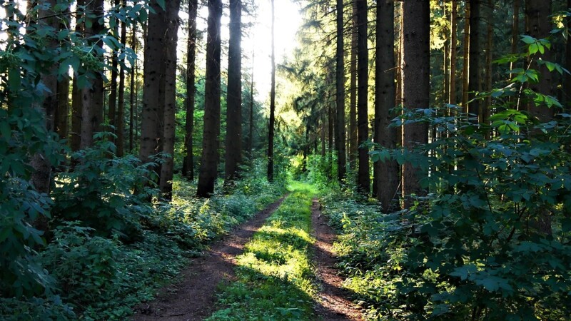 Der Wald als Ort zum Durchatmen: Trauerbegleiterinnen bieten einen Waldspaziergang an.