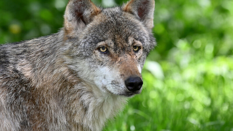 In der Nähe von Aham wurde vergangenes Wochenende ein Wolf gesichtet.