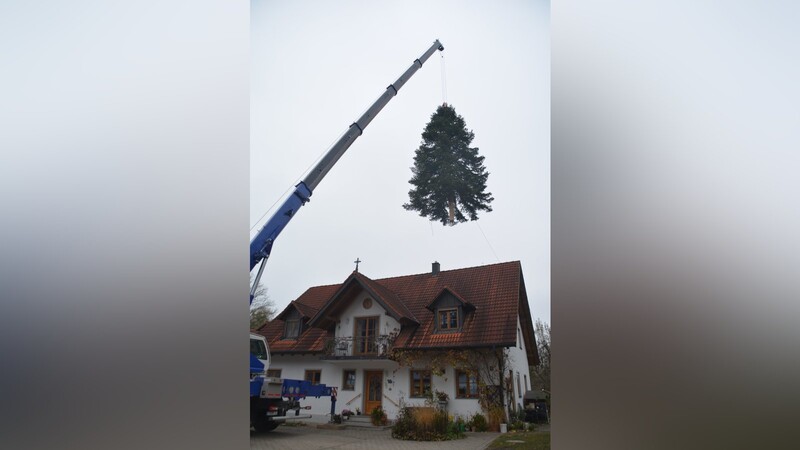 Eine 56 Jahre alte Nordmanntanne "fliegt" übers Hausdach.