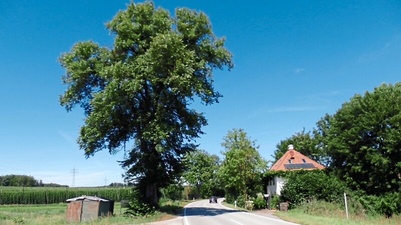 An der Bundesstraße zwischen Au und Enzelhausen steht diese Ulme. Der Baum ist wohl das Relikt einer früher durchgehenden Allee entlang des Weges zwischen den beiden Orten.