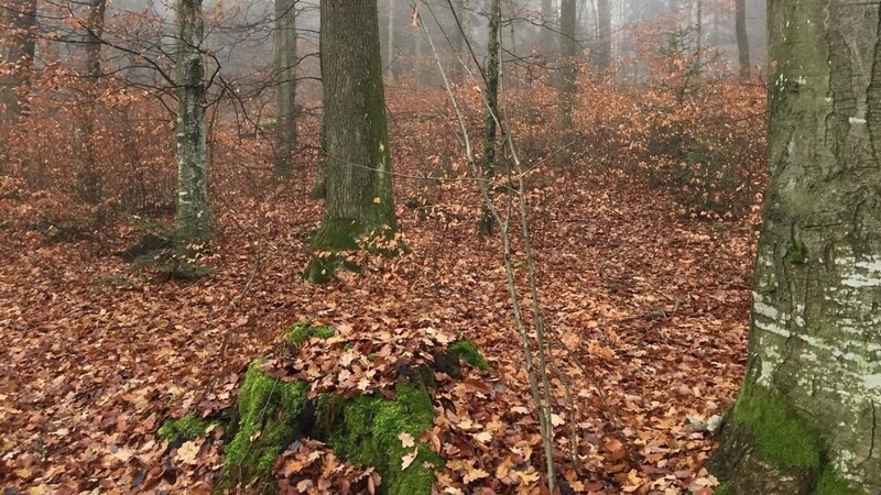 An dieser Stelle am Ludwigsberg entsteht ein Trauerwald.