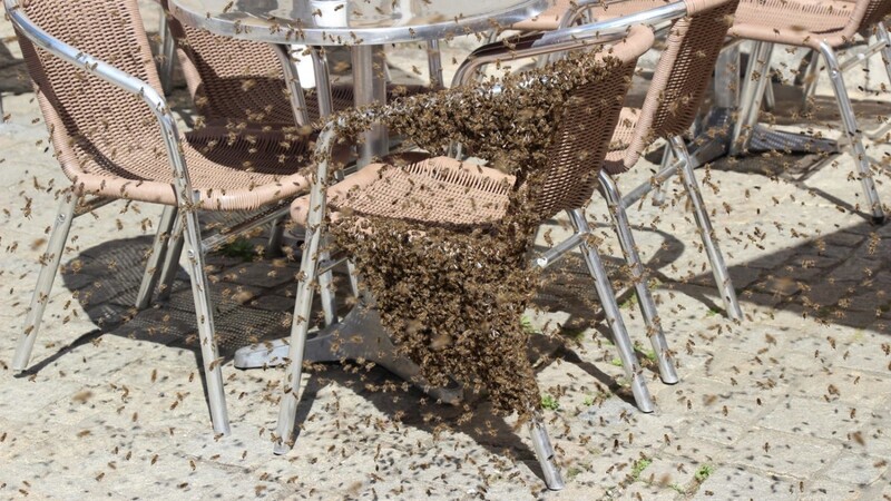 Ein Bienenschwarm hat am Mittwoch den Regensburger Haidplatz besucht.