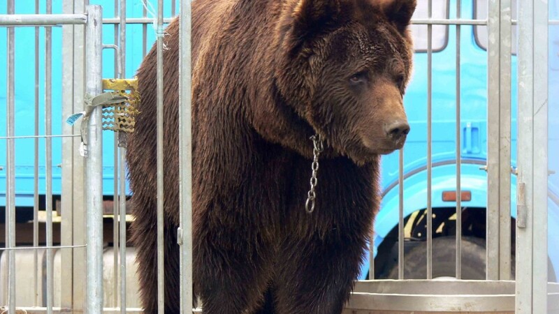 Viel Tumult gab es um den Braunbären Ben, einen der letzten Zirkusbären Deutschlands, der seit Montag im Gewahrsam der Deggendorfer Veterinärbehörde war.