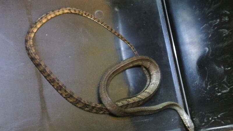 Die gefundene Schlange stammt wohl aus Asien.