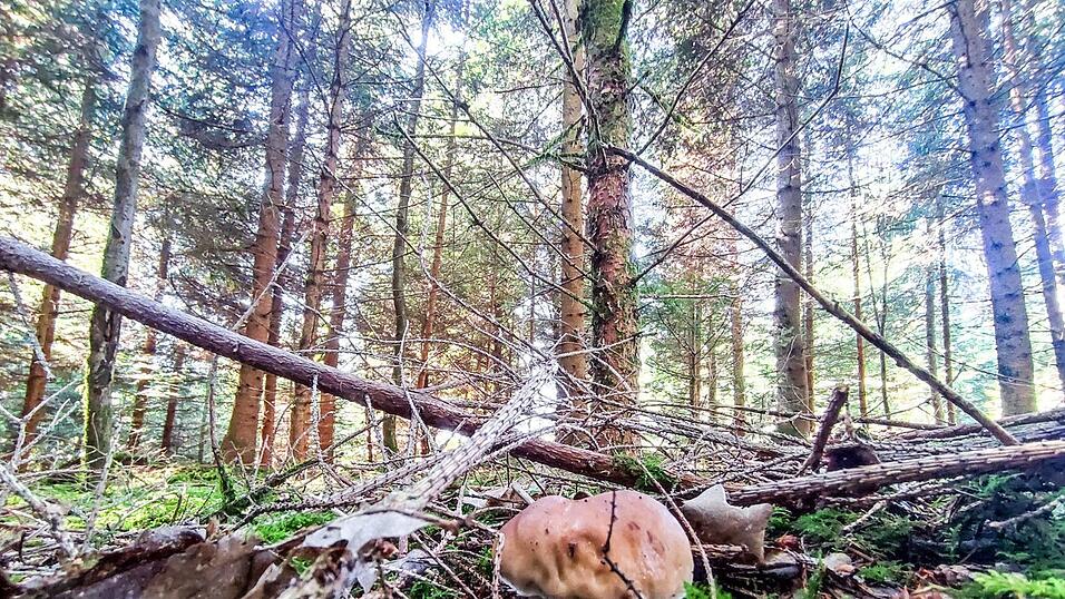 Andreas Haderer ließ uns dieses tolle Bild von einem Steinpilz zukommen. Andreas Haderer ließ uns dieses tolle Bild von einem Steinpilz zukommen.
