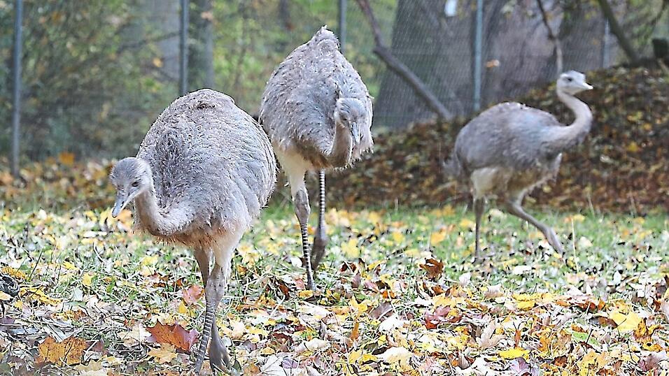 Sechs neugierige Nandus haben das Damhirschgehege kürzlich in Beschlag genommen. Sie sind die erklärten Lieblinge vor allem der jungen Besucher. Sechs neugierige Nandus haben das Damhirschgehege kürzlich in Beschlag genommen. Sie sind die erklärten Lieblinge vor allem der jungen Besucher.