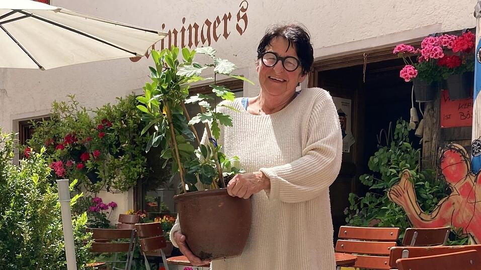 In den vergangenen Tagen hat Conny Steininger mehrere Blume- und Pflanzenspenden erhalten. Darunter auch diese junge Eiche. In den vergangenen Tagen hat Conny Steininger mehrere Blume- und Pflanzenspenden erhalten. Darunter auch diese junge Eiche.