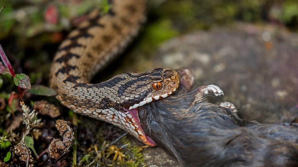 Dieses Bild zeigt eine Kreuzotter auf Beutefang in der Oberpfalz.