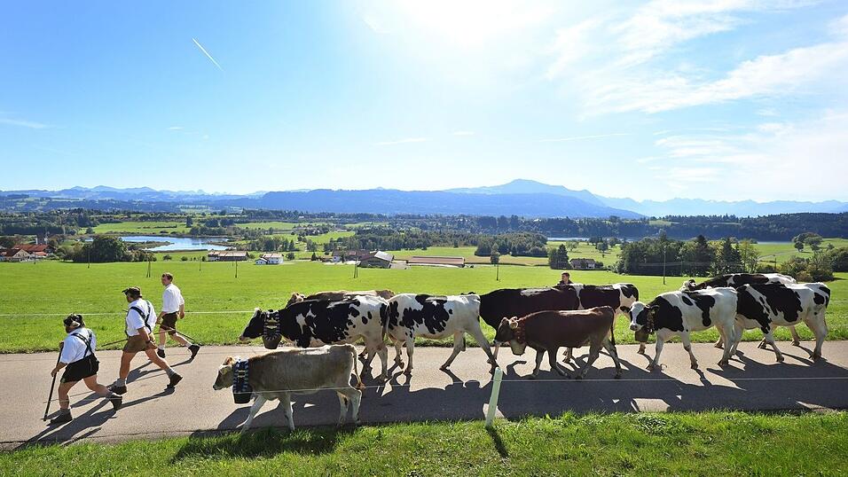 Bei strahlendem Sonnenschein sind die Hirten im Allgäu mit ihren Tieren unterwegs.