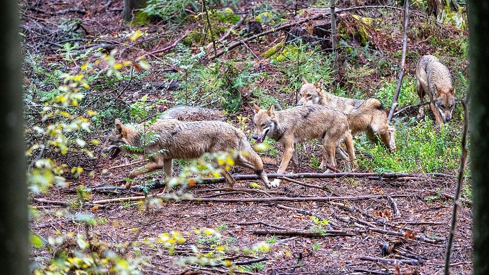 Der leichtere Abschuss von W&ouml;lfen in Bayern war vor allem Jagdminister Hubert Aiwanger ein gro&szlig;es Anliegen. (Symbolfoto)