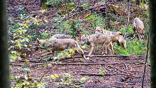 Der leichtere Abschuss von W&ouml;lfen in Bayern war vor allem Jagdminister Hubert Aiwanger ein gro&szlig;es Anliegen. (Symbolfoto)