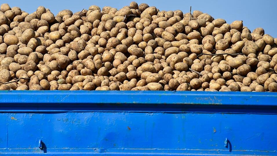 Rund Sechs Tonnen Kartoffeln verlor der Landwirt auf der B2. (Symbolbild)