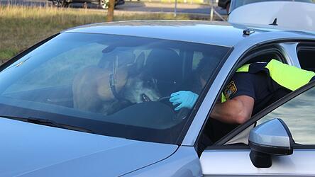 Drogenkontrolle in Chamerau: Ein Polizeibeamter durchsucht mit dem Rauschgiftspürhund ein Auto. Drogenkontrolle in Chamerau: Ein Polizeibeamter durchsucht mit dem Rauschgiftspürhund ein Auto.