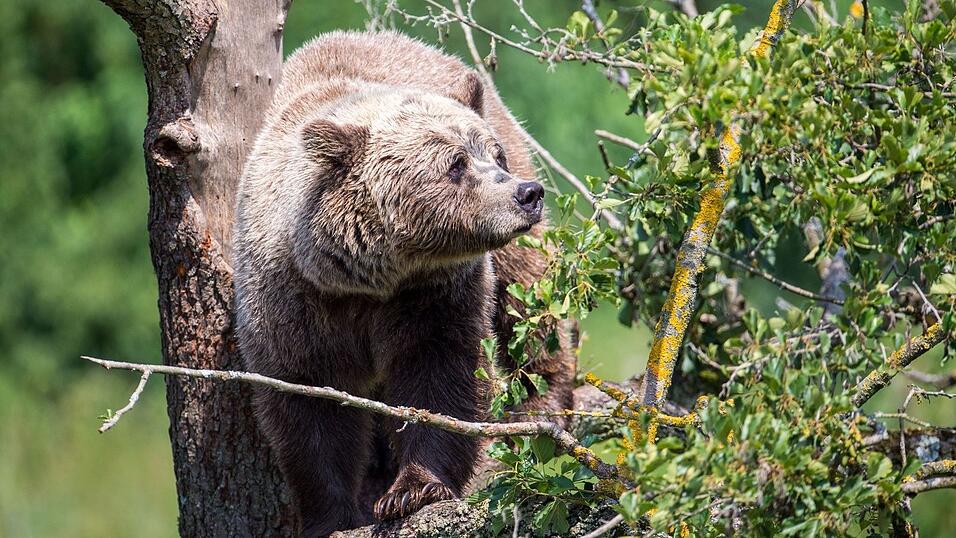 Ein Braunbär im oberbayerischen Wildpark Poing. Immer wieder gibt es Berichte über Sichtungen in freier Wildbahn. (Symbolbild)