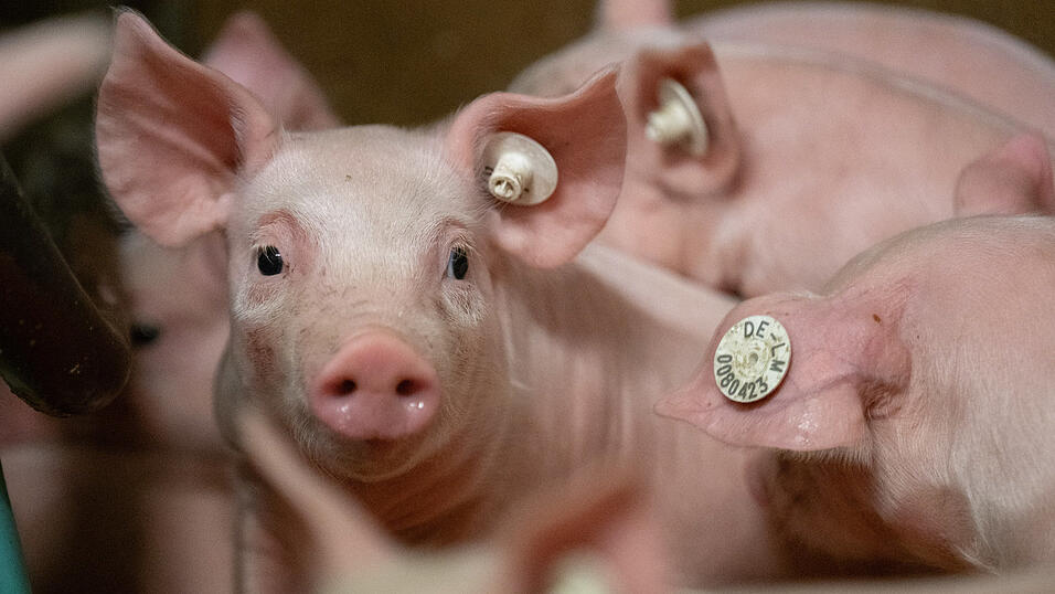 Derzeit gibt es keinen bekannten Fall. (Symbolbild) Derzeit gibt es keinen bekannten Fall. (Symbolbild)