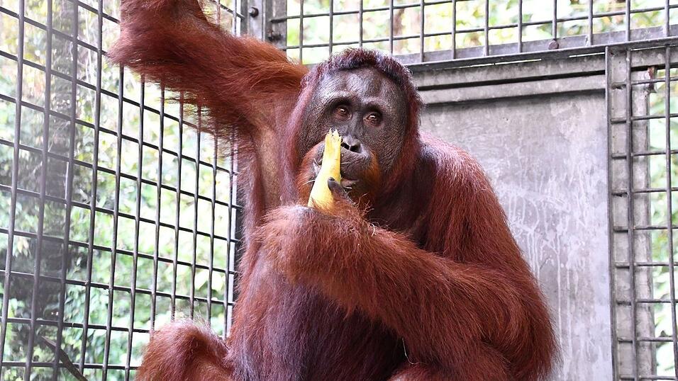 Die Rehabilitation von Himba dauerte fast 15 Jahre.