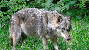 Ob es sich bei dem toten Tierkadaver um einen Wolf handelt, wird eine Probe beim LfU (Bayerisches Landesamt für Umwelt) ermitteln.