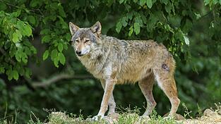 Ob es sich bei dem toten Tierkadaver um einen Wolf handelt, wird eine Probe beim LfU (Bayerisches Landesamt für Umwelt) ermitteln. (Symbolfoto) Ob es sich bei dem toten Tierkadaver um einen Wolf handelt, wird eine Probe beim LfU (Bayerisches Landesamt für Umwelt) ermitteln. (Symbolfoto)