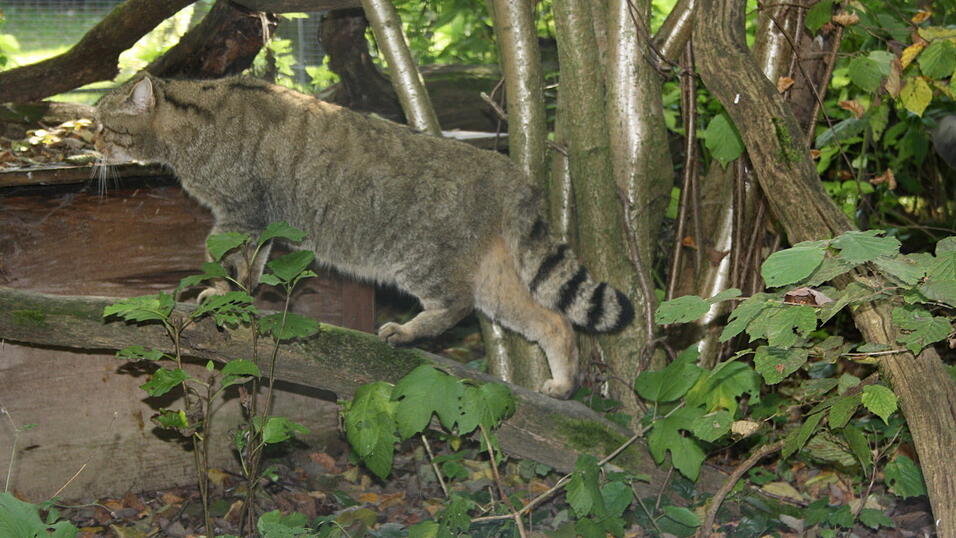 Wildkatzen lieben es zu klettern und zu balancieren.