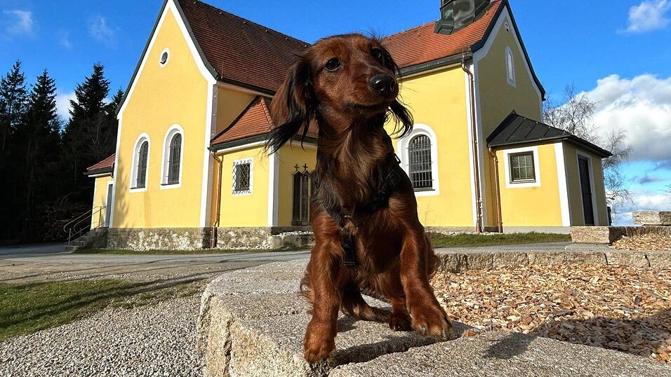 Dackeldame Mira ist immer dabei, wenn Martina M&uuml;nsterer f&uuml;r die Heimatzeitung unterwegs ist - so wie hier am Kolmstein.