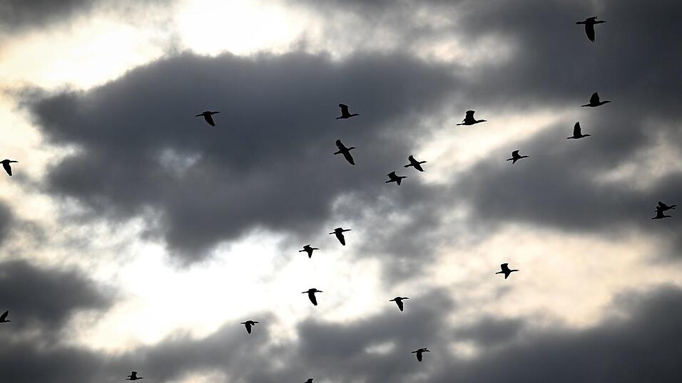 Ein mögliches Kormoran-Management könnte noch in diesem Jahr starten. (Archivbild) Ein mögliches Kormoran-Management könnte noch in diesem Jahr starten. (Archivbild)