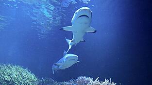 Hai-Dame Karla hat einen Kumpanen bekommen.