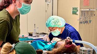 Die WFFT-Veterinärin Dr. Kwan bei ihrer täglichen Arbeit - hier operiert sie einen Bärenmakak.