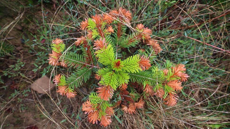 Auch an Christbäumen gehen die negativen Folgen von Hitze, Trockenheit und Klimawandel nicht spurlos vorbei. (Illustration) Auch an Christbäumen gehen die negativen Folgen von Hitze, Trockenheit und Klimawandel nicht spurlos vorbei. (Illustration)