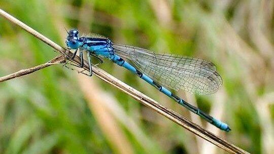 Die Gabel-Azurjungfer ist eine eigentlich im Mittelmeerraum verbreitete Libellenart. Die Gabel-Azurjungfer ist eine eigentlich im Mittelmeerraum verbreitete Libellenart.