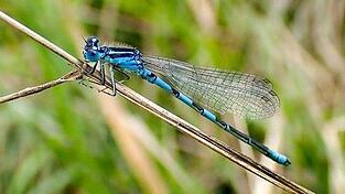 Die Gabel-Azurjungfer ist eine eigentlich im Mittelmeerraum verbreitete Libellenart.