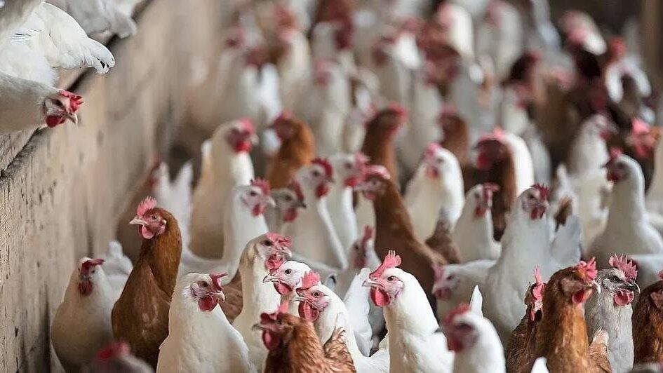 Das Landratsamt Dingolfing-Landau hat mehrere tierseuchenrechtliche Allgemeinverf&uuml;gungen aufgehoben oder angepasst. (Symbolbild)