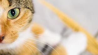 Eine der Katzen starb in der Brandwohnung. (Symbolbild) Eine der Katzen starb in der Brandwohnung. (Symbolbild)